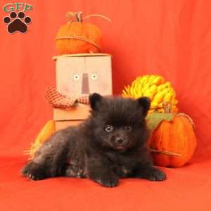 Ivan, Pomeranian Puppy